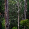 Australia - Dandenong Ranges NP 2388